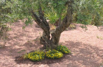 normal_100-0076_IMG.jpg