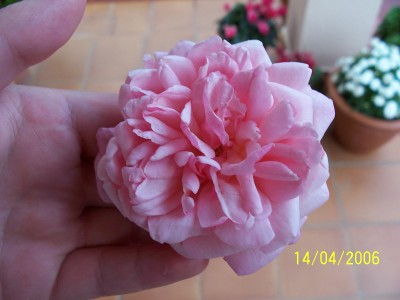 normal_100_0070.JPG
