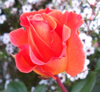 normal_100_0121_2.JPG