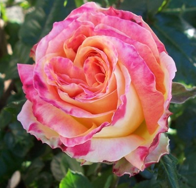 normal_100_0125_2.JPG