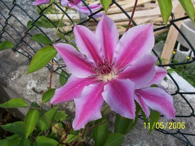 normal_100_0172%7E0.JPG