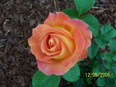 normal_100_0173%7E0.JPG