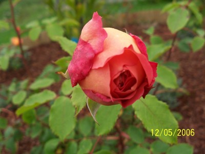 normal_100_0174%7E0.JPG