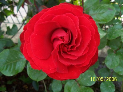 normal_100_0179.JPG