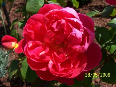 normal_100_0185.JPG