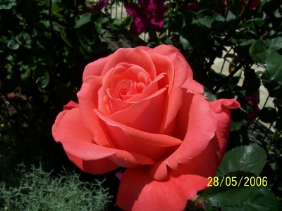 normal_100_0188.JPG