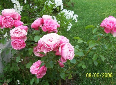 normal_100_0194.JPG