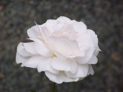 normal_100_0698.JPG