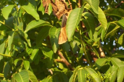 normal_100_1100bis.JPG
