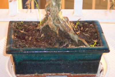 normal_100_1704_resize.JPG