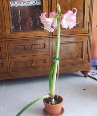 normal_100_1906.JPG