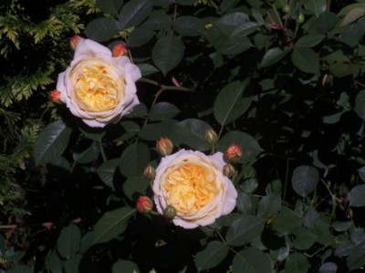 normal_100_2373.jpg
