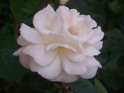 normal_100_2397.jpg