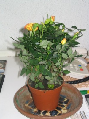 normal_105_0520b.JPG