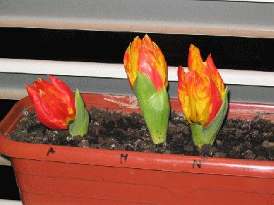 normal_105_0530.JPG