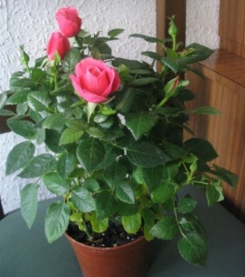 normal_107_0729.JPG
