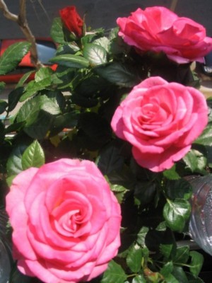 normal_107_0751%7E0.JPG