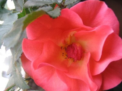 normal_107_0761%7E0.JPG