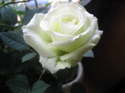 normal_107_0762.JPG