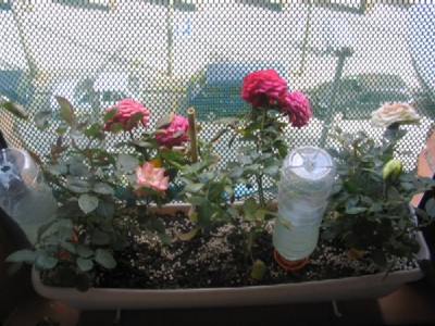 normal_108_0844.JPG