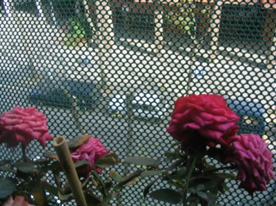 normal_108_0847.JPG