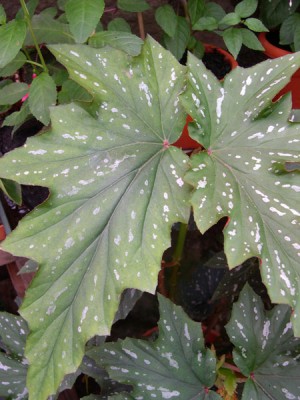 normal_11-09-05-028-Begonia%2C-hoja.jpg