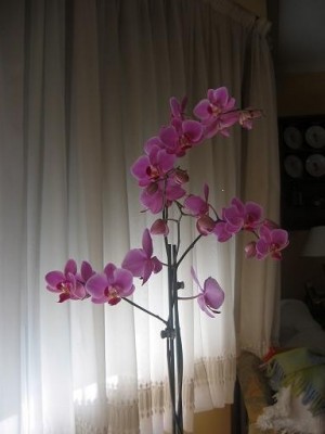 normal_118-1880_IMG%7E0.JPG