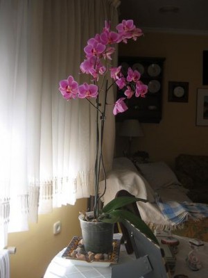 normal_118-1881_IMG.JPG