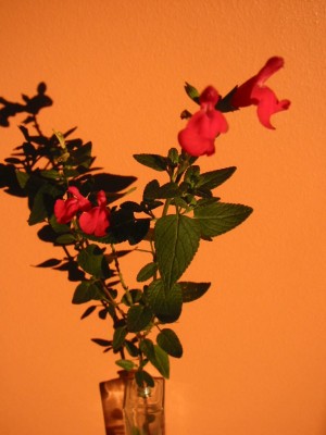 normal_133-3318_IMG.JPG