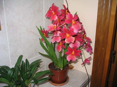 normal_142_4226red.jpg