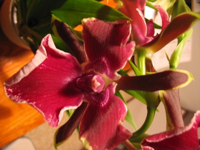 normal_148_4892.JPG