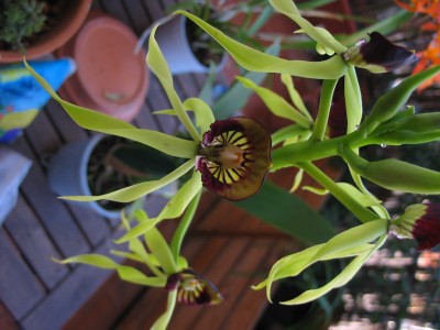 normal_153_5385.JPG