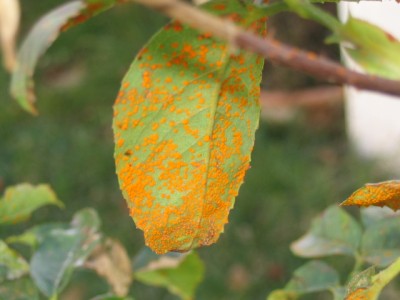 normal_173_7317.JPG