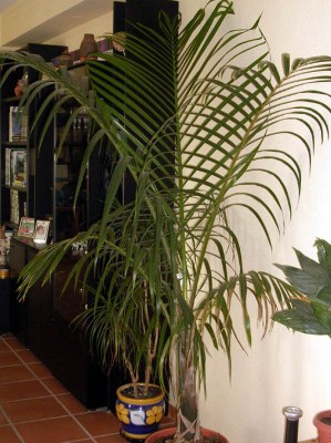 normal_1Mascarena%20%28Hyophorbe%20verschaffeltii%29.jpg