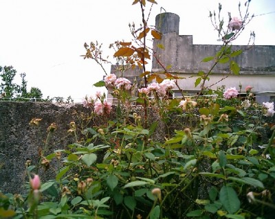 normal_1rosa%20abue.JPG