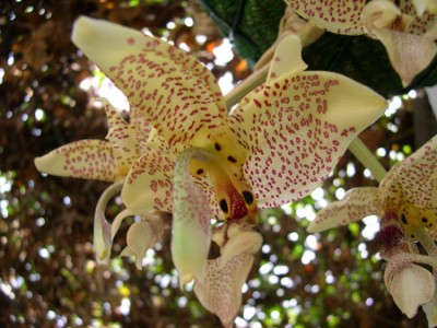 normal_20-08-05-009--Stanh.-flor-1.jpg
