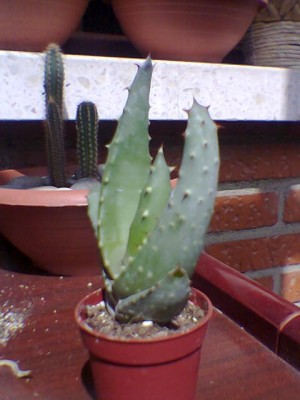 normal_2005-1%7E3.jpg