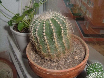 normal_2006_0117_172414.jpg