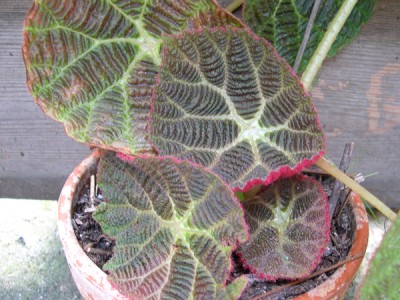 normal_21-05-06-029.jpg