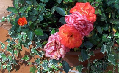 normal_21%20Rosal%20bicolor%20mini%202.jpg