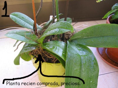 normal_227_2782_1%20copia.jpg