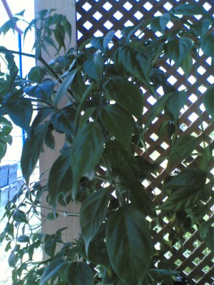 normal_24052006%28001%29.jpg