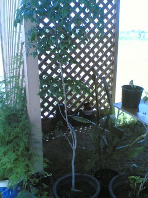 normal_24052006.jpg