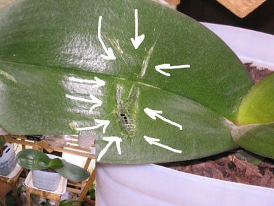 normal_249_4907B_1.jpg