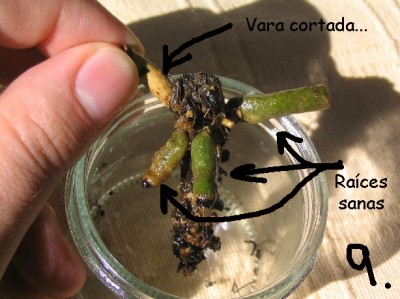 normal_252_5285_1%20copia.jpg