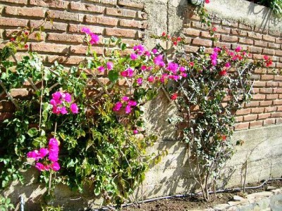 normal_26%20abril%20bouganvilleas%20002.jpg