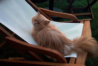 normal_27%20Gatos%201.jpg