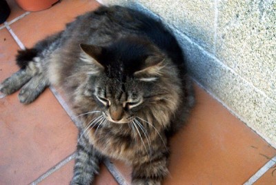normal_27%20gatos%202.jpg