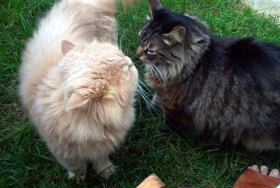 normal_27%20Gatos%203.jpg