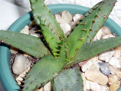 normal_270405_Aloe_01.jpg